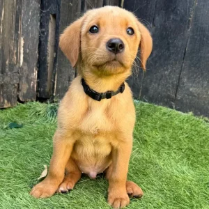 Red Fox Labrador puppies - Image 4