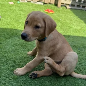 Red Fox Labrador puppies - Image 5