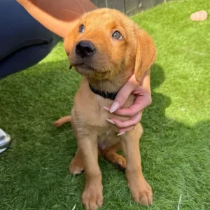Red Fox Labrador puppies - Image 6