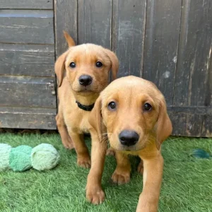 Red Fox Labrador puppies - Image 8