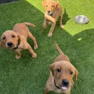 Red Fox Labrador puppies