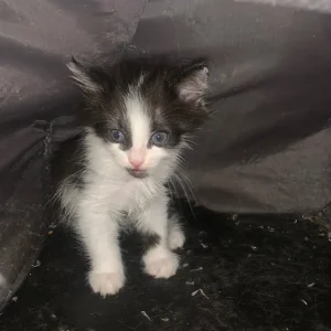 Long hair kittens - Image 2