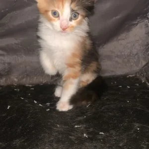 Long hair kittens - Image 3