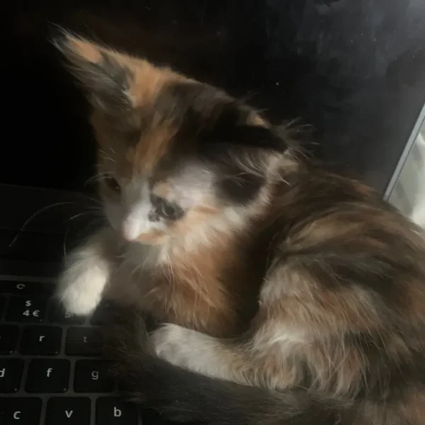 Long hair kittens