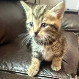 4l Lovely kittens - Image 5