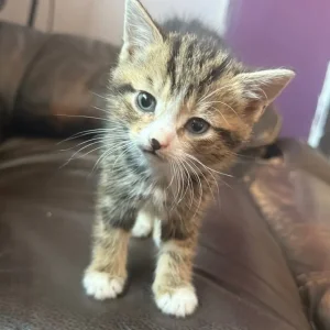 4l Lovely kittens - Image 6