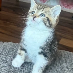 4l Lovely kittens