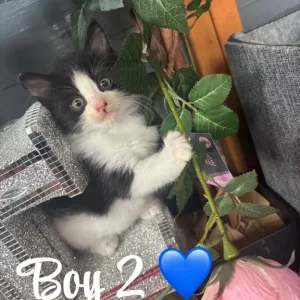 3 ragdoll kittens, all litter trained - Image 2