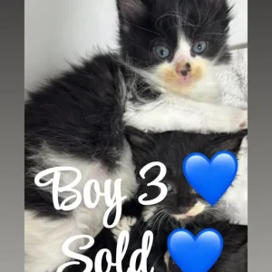 3 ragdoll kittens, all litter trained - Image 3