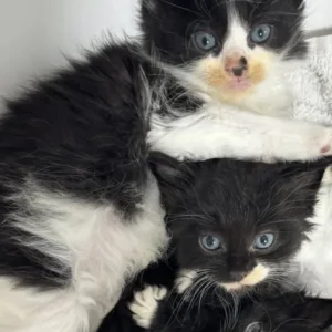 3 ragdoll kittens, all litter trained - Image 4
