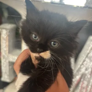 3 ragdoll kittens, all litter trained - Image 5