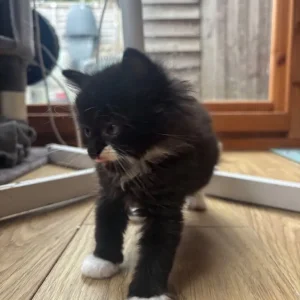 3 ragdoll kittens, all litter trained - Image 6