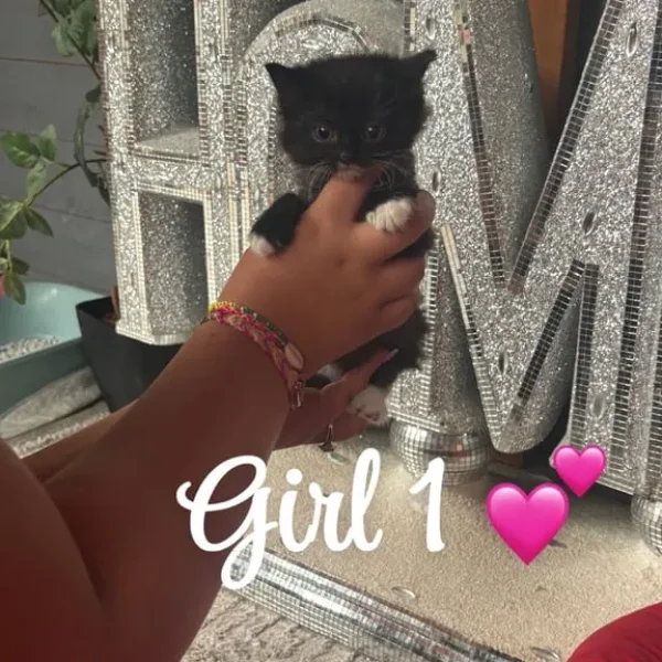 3 ragdoll kittens, all litter trained
