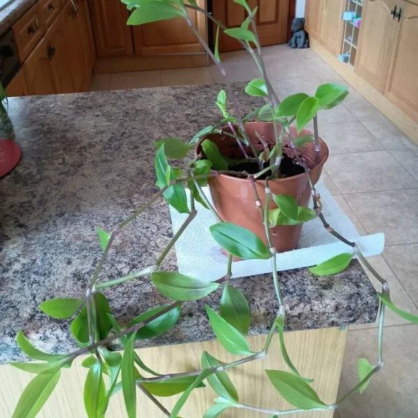 HOUSEPLANT TRADESCANTIA (WANDERING DUDE)