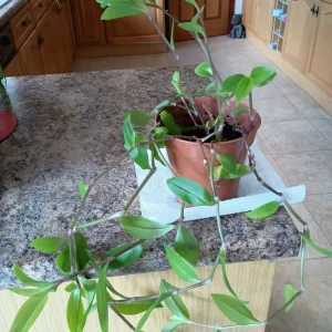 HOUSEPLANT TRADESCANTIA (WANDERING DUDE)