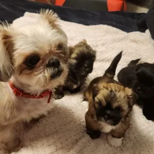 Mini Shih Tzu Puppies – Two Boys and One Girl - Image 2