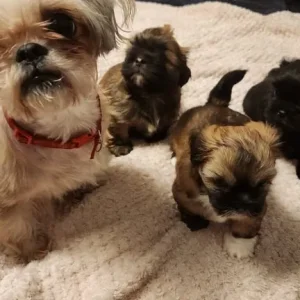 Mini Shih Tzu Puppies – Two Boys and One Girl - Image 3