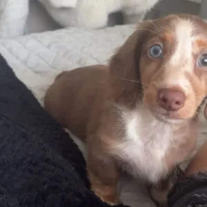 Two miniature dachshunds - Image 2