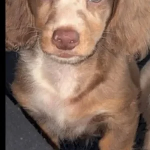 Two miniature dachshunds - Image 5