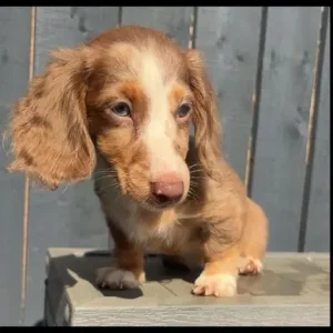 Two miniature dachshunds - Image 6