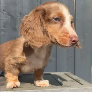 Two miniature dachshunds - Image 7