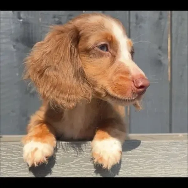 Two miniature dachshunds