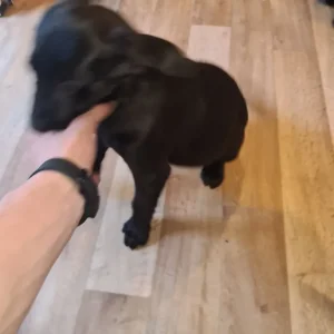 8 Labrador puppies – 3 golden, 5 black - Image 2