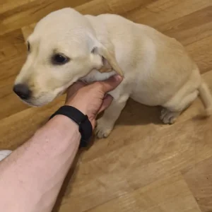 8 Labrador puppies – 3 golden, 5 black - Image 3