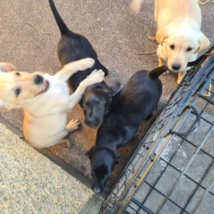 8 Labrador puppies – 3 golden, 5 black - Image 4