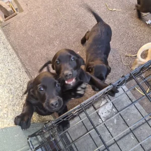 8 Labrador puppies – 3 golden, 5 black - Image 5