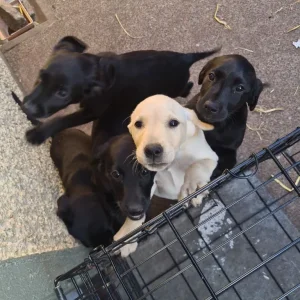 8 Labrador puppies – 3 golden, 5 black - Image 6