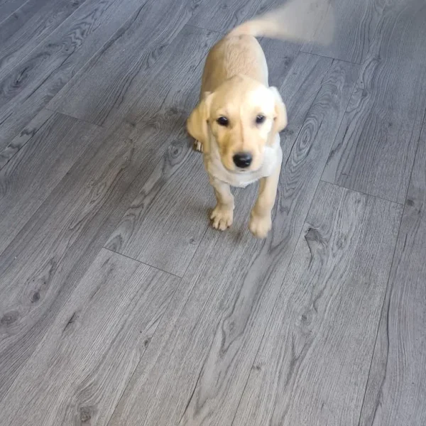 8 Labrador puppies – 3 golden, 5 black