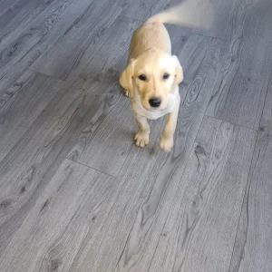 8 Labrador puppies – 3 golden, 5 black
