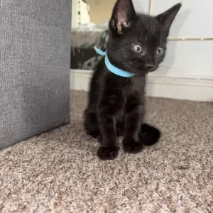 Black kittens with patterned sides - Image 2