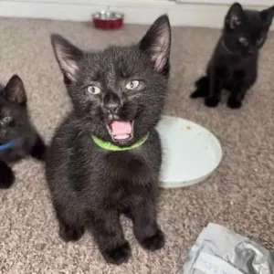Black kittens with patterned sides - Image 4