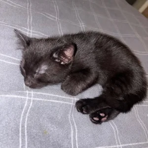 Black kittens with patterned sides - Image 5
