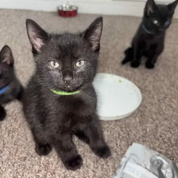 Black kittens with patterned sides