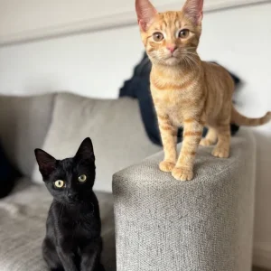 Kittens