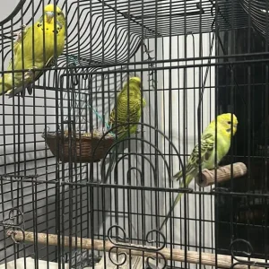 Budgies and Lovebirds - Image 2