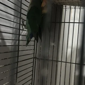 Budgies and Lovebirds - Image 3