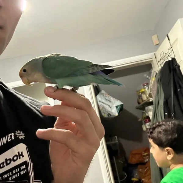 Budgies and Lovebirds