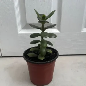 Small Potted Jade Plant - Image 2