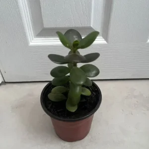 Small Potted Jade Plant