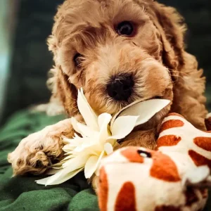 Cockapoo puppies at 8 weeks - Image 2