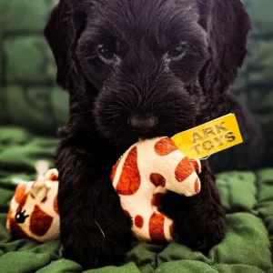 Cockapoo puppies at 8 weeks - Image 4