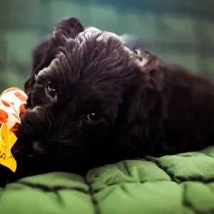 Cockapoo puppies at 8 weeks - Image 6