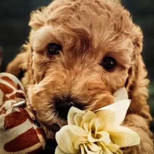 Cockapoo puppies at 8 weeks