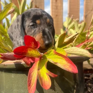 Standard Dachshunds Mum and Dad - Image 2