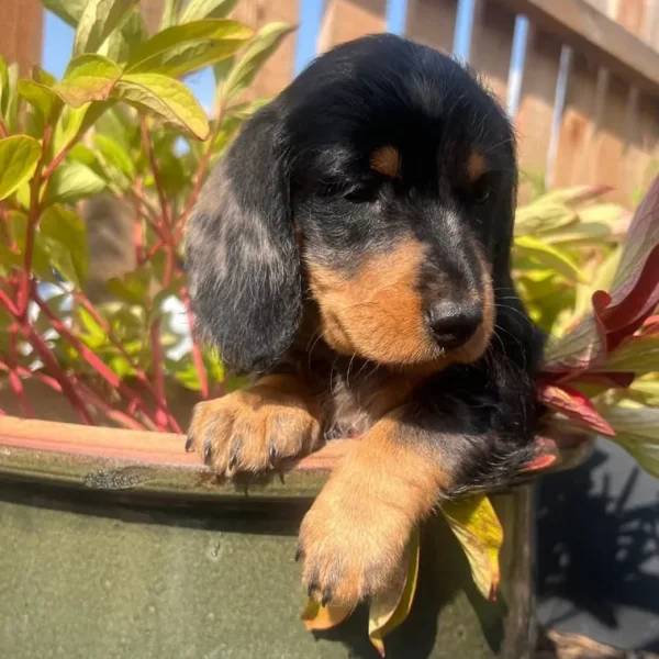 Standard Dachshunds Mum and Dad
