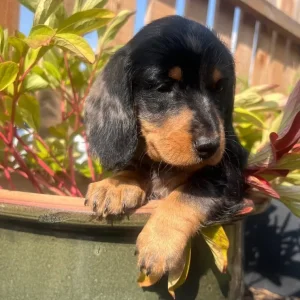 Standard Dachshunds Mum and Dad